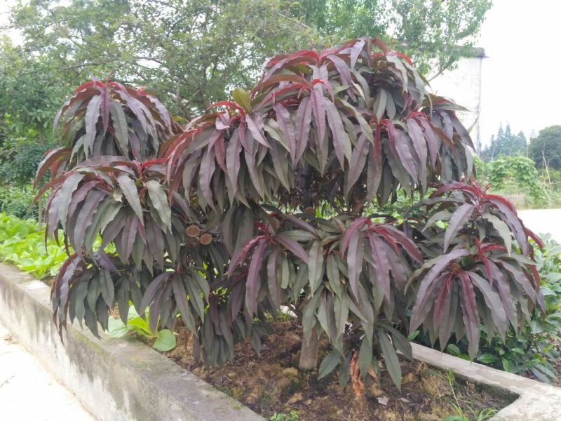 茶花山茶花大红茶花苗种植户基地直销