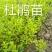 茶花山茶花大红茶花苗种植户基地直销