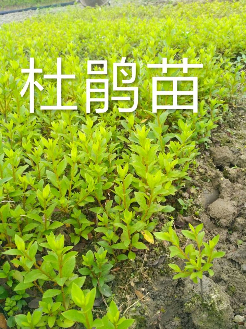 茶花山茶花大红茶花苗种植户基地直销