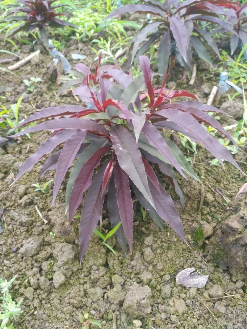 茶花山茶花大红茶花苗种植户基地直销