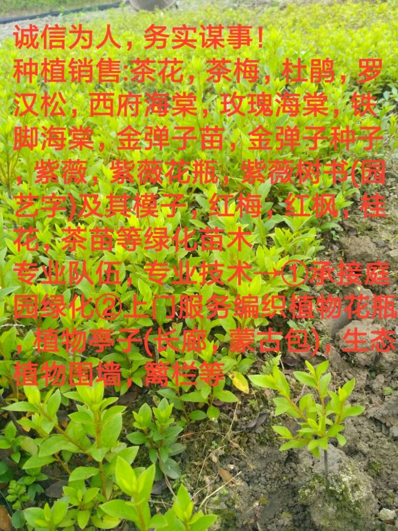 茶花山茶花大红茶花苗种植户基地直销