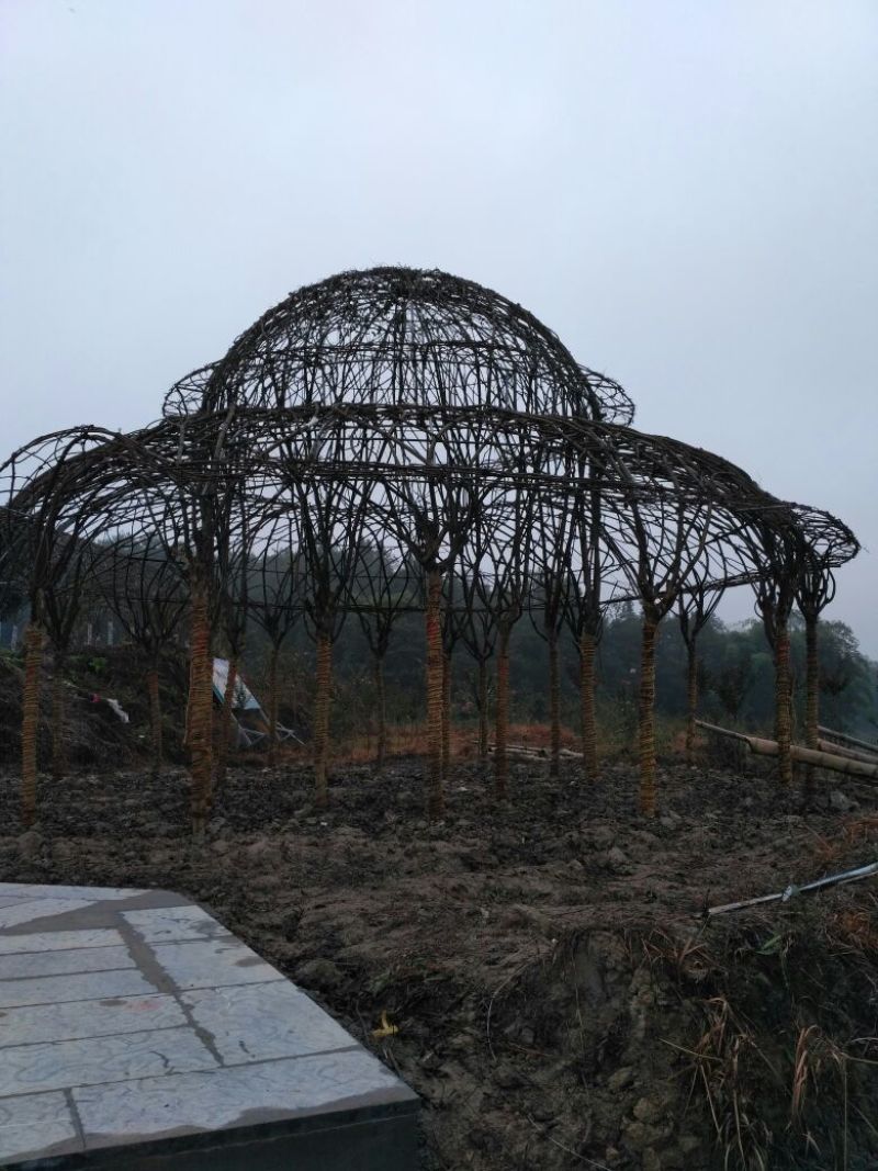 茶花山茶花大红茶花苗种植户基地直销