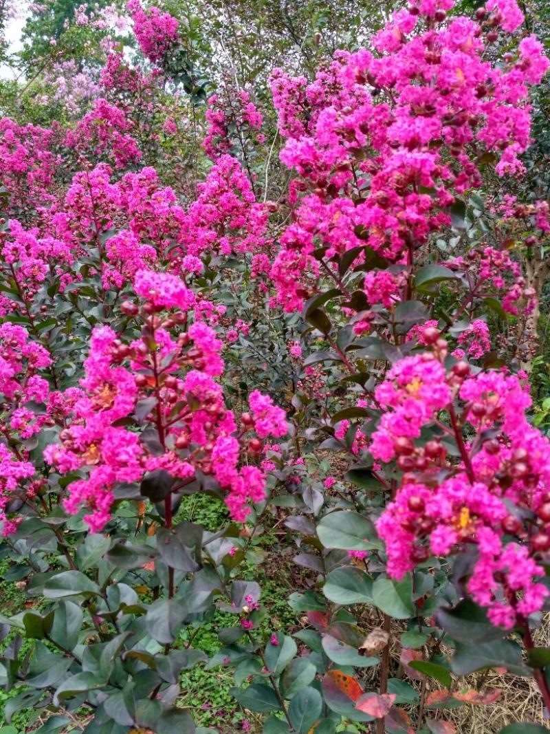 茶花山茶花大红茶花苗种植户基地直销