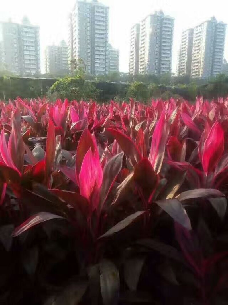 海南富贵竹红竹观音竹莲花竹招财竹紫竹海南种植基地直批全国