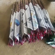 海南富贵竹红竹观音竹莲花竹招财竹紫竹海南种植基地直批全国