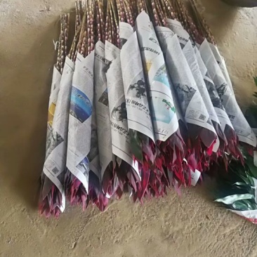 海南富贵竹红竹观音竹莲花竹招财竹紫竹海南种植基地直批全国