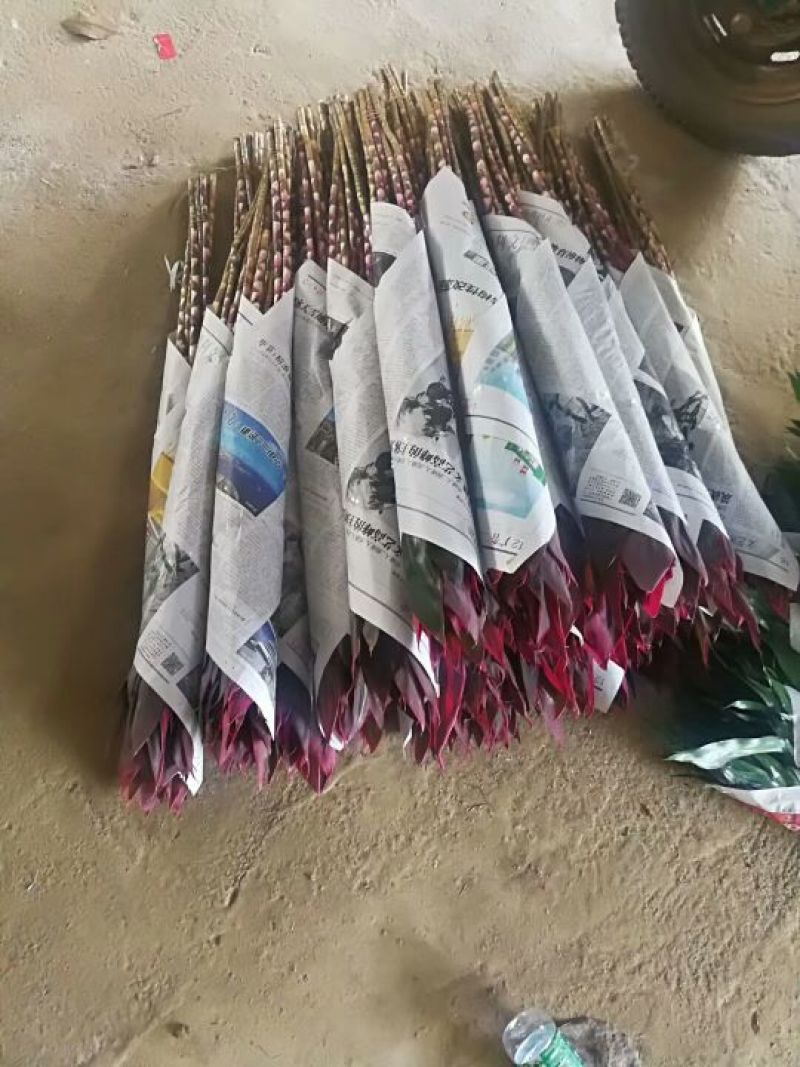 海南富贵竹红竹观音竹莲花竹招财竹紫竹海南种植基地直批全国