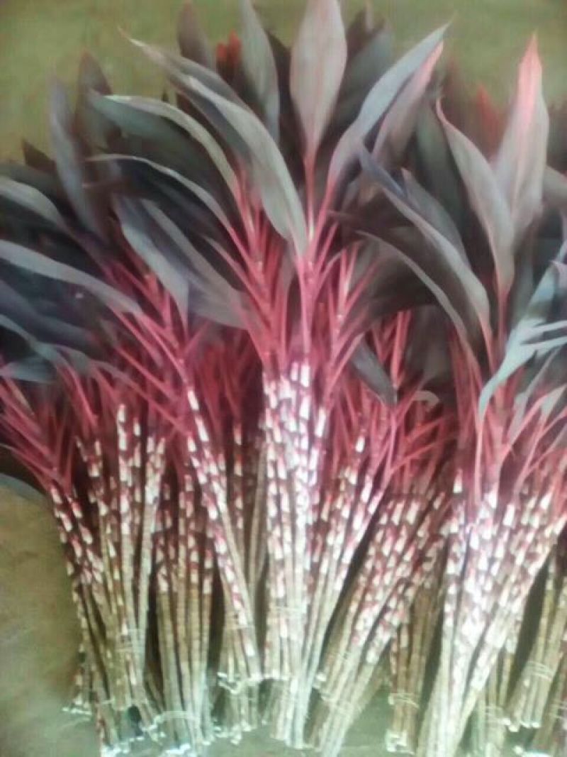海南富贵竹红竹观音竹莲花竹招财竹紫竹海南种植基地直批全国