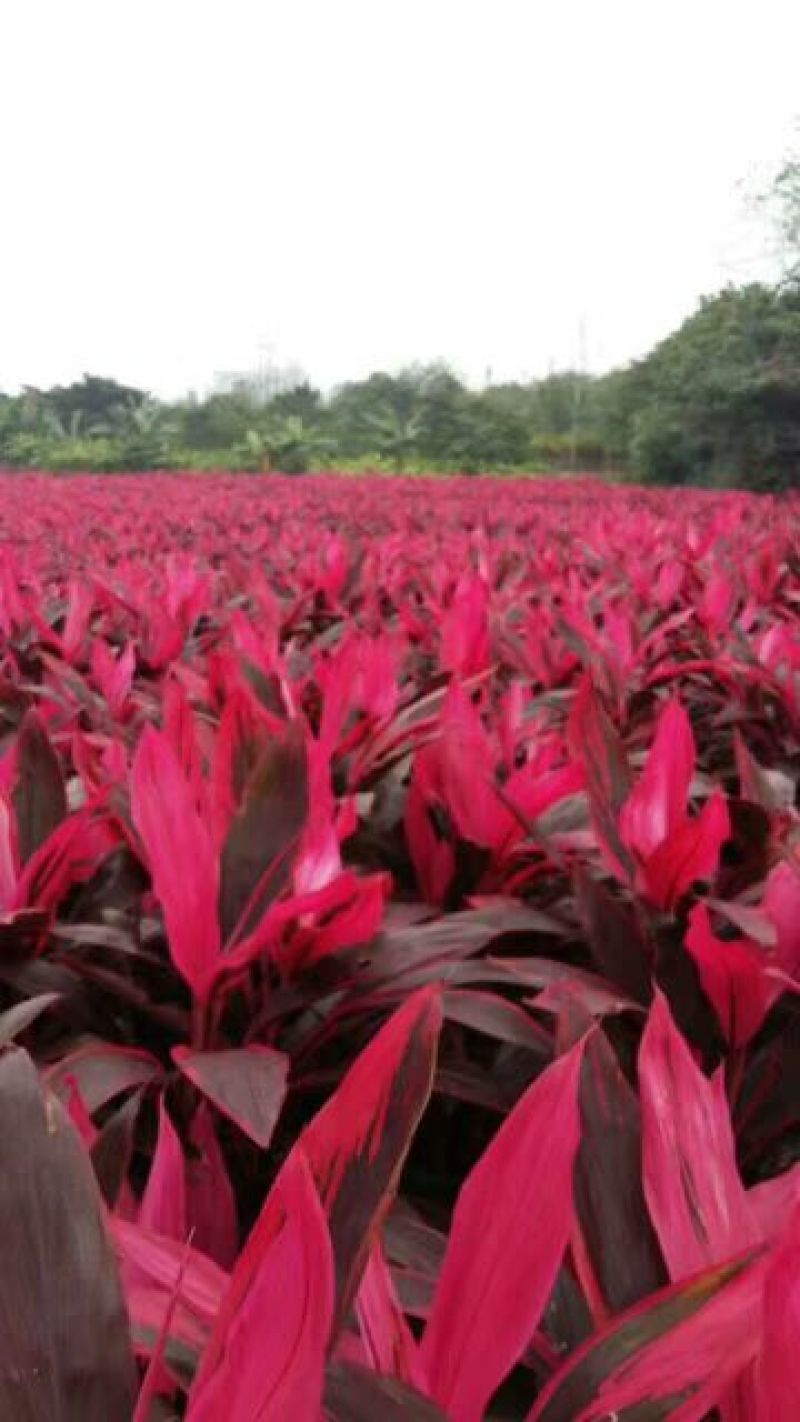 海南富贵竹红竹观音竹莲花竹招财竹紫竹海南种植基地直批全国