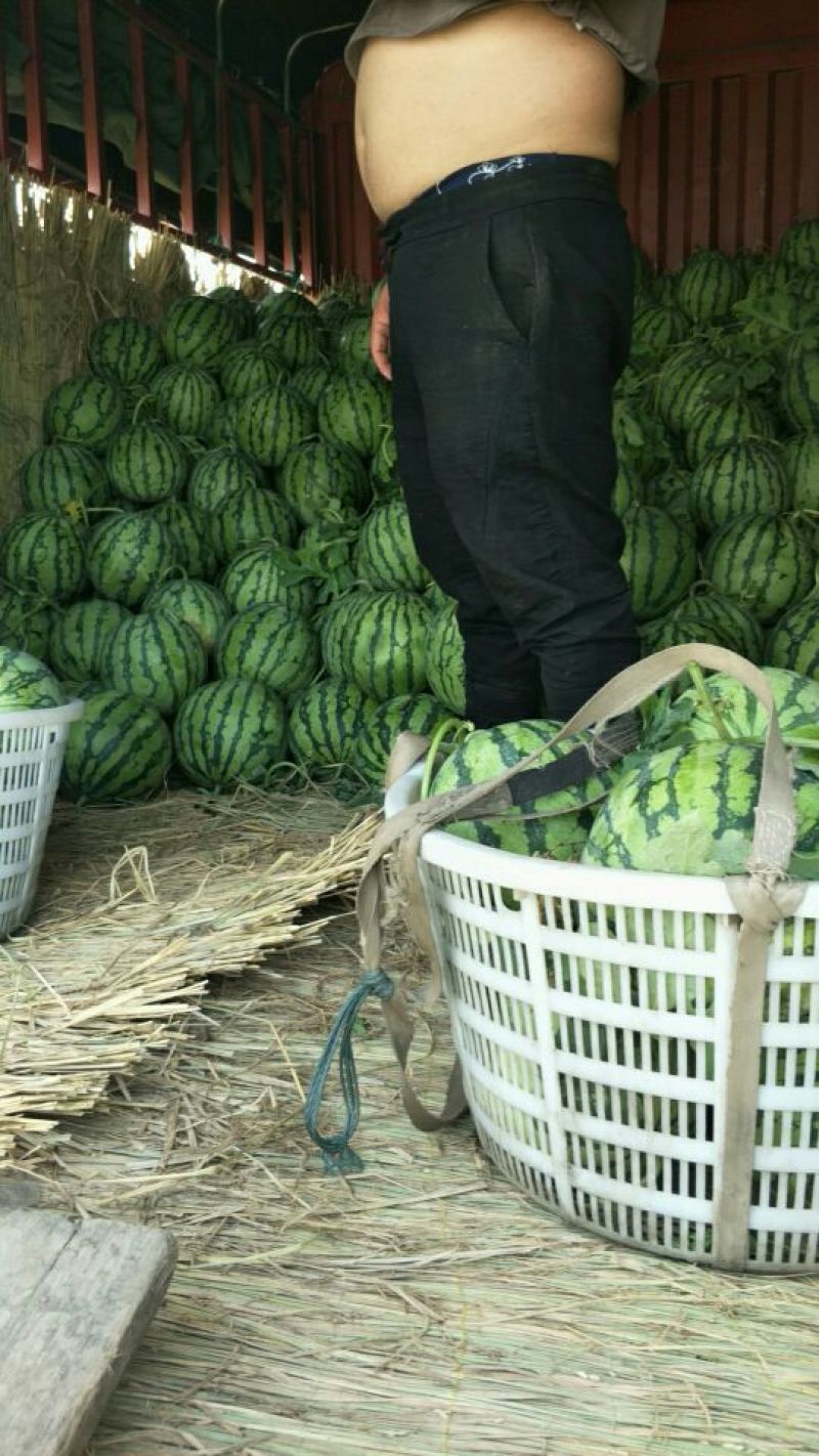 美都无籽，二茬瓜。小西瓜🍉。盐城种植基地。