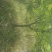 鸡爪槭