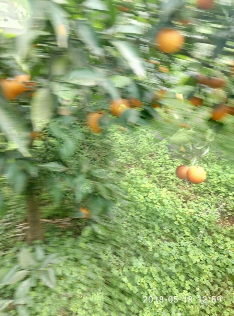 血橙好货天天有1.