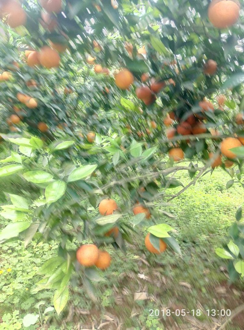 血橙好货天天有1.