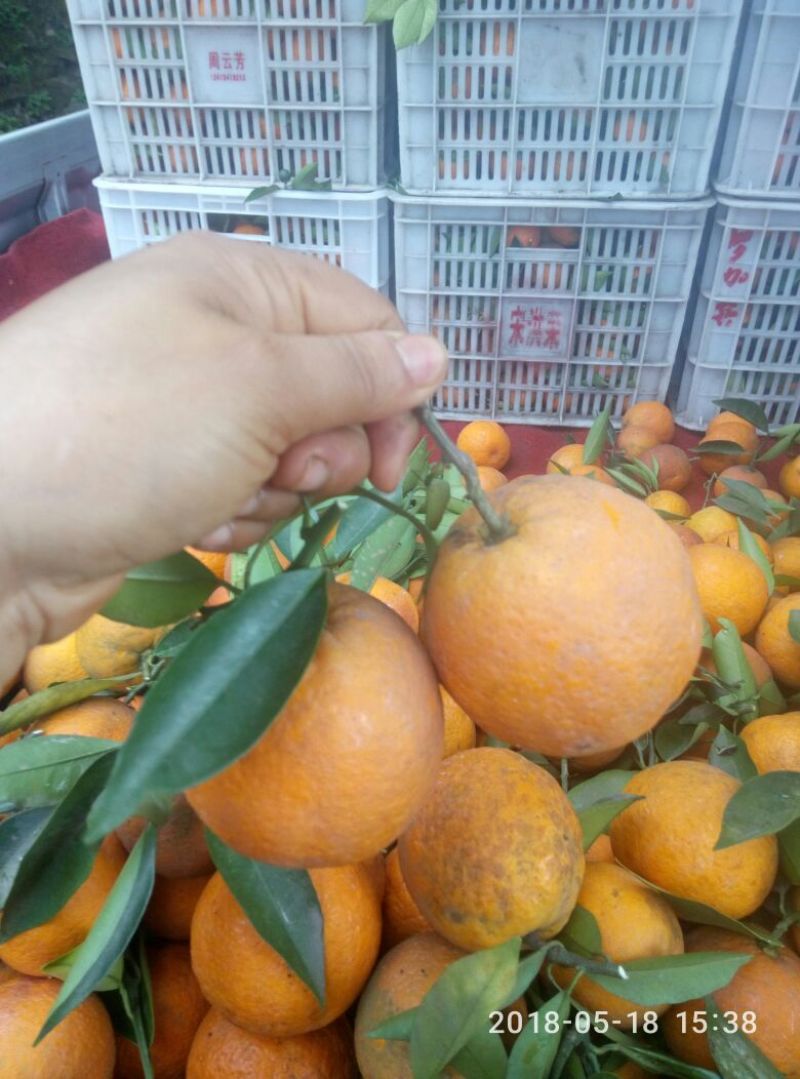 血橙好货天天有1.