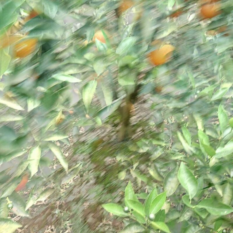 血橙好货天天有1.