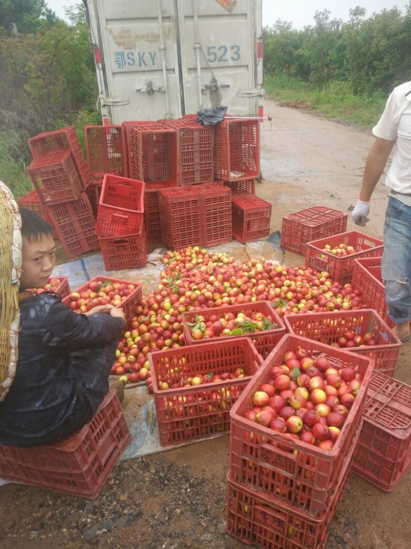 油桃曙光，千年红，金蕾，口感好个头大，日供应10万斤