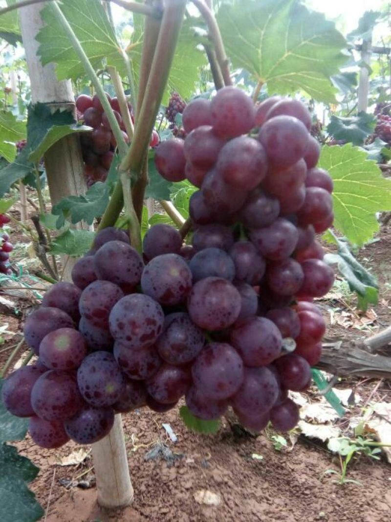 红无核葡萄已大量上市，颗粒大，色泽靓1~2斤5%以下