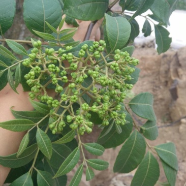 吴茱萸