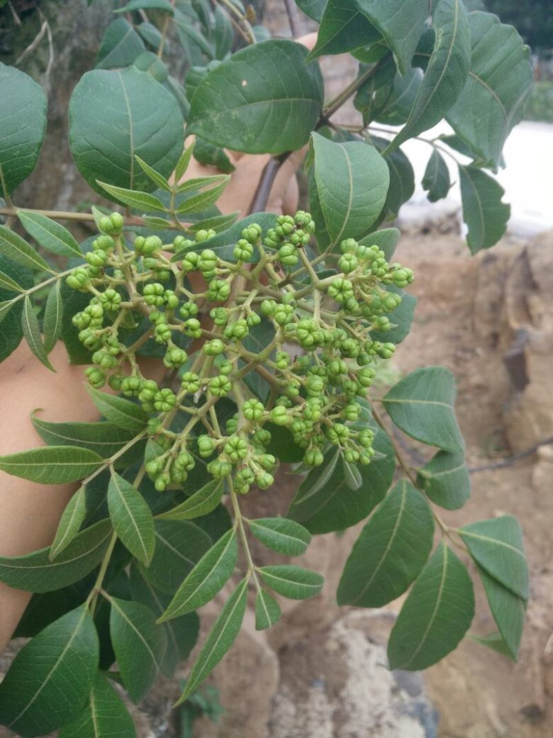 吴茱萸