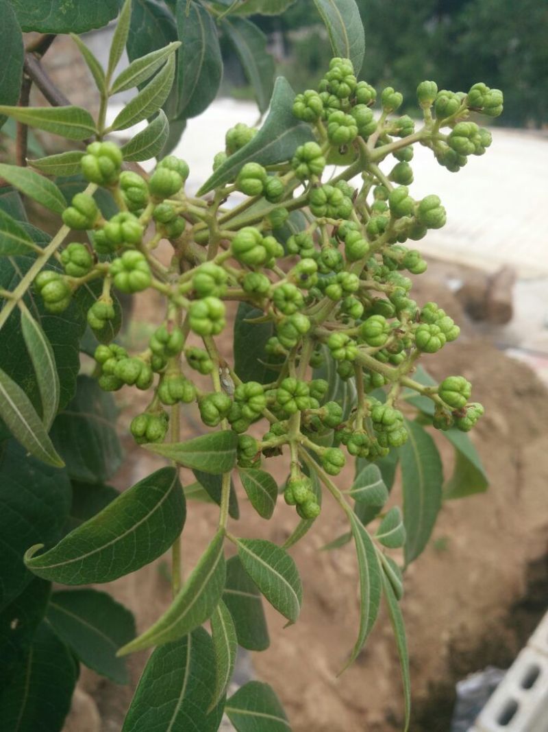 吴茱萸