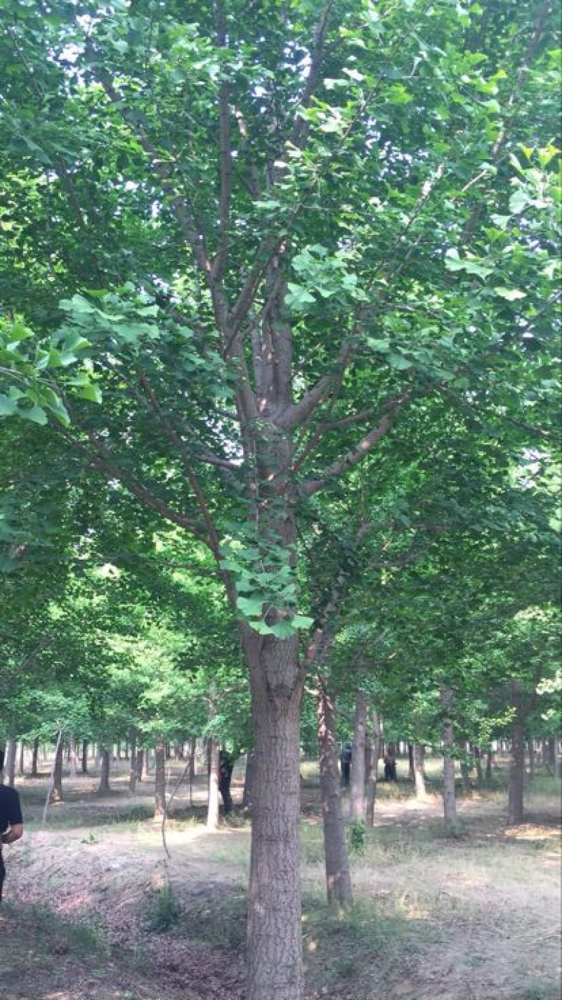 银杏实生树2~4cm4米以上2~3米