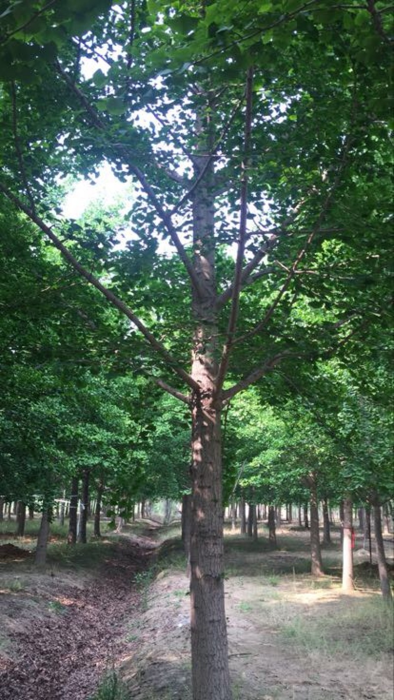 银杏实生树2~4cm4米以上2~3米