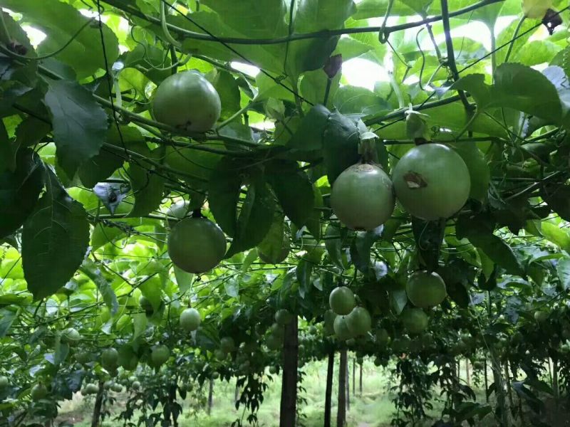 百香果苗台农，紫香一号