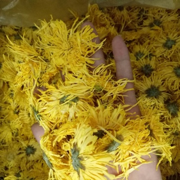 金丝黄菊干花