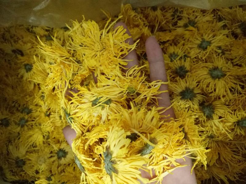 金丝黄菊干花