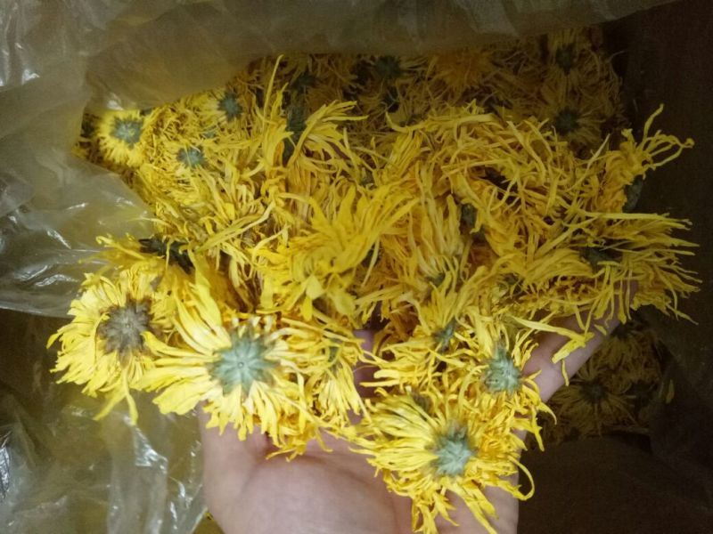 金丝黄菊干花