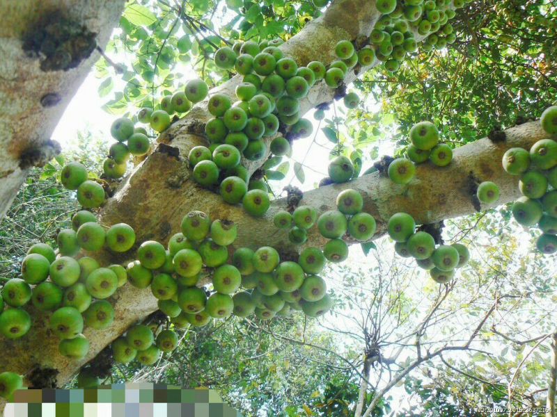 野生无公害无花果