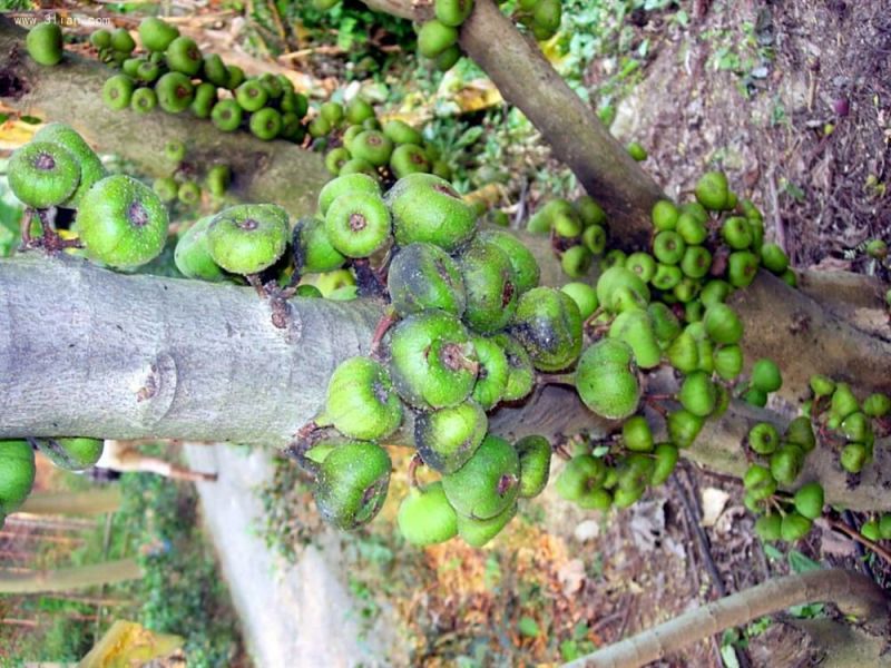 野生无公害无花果