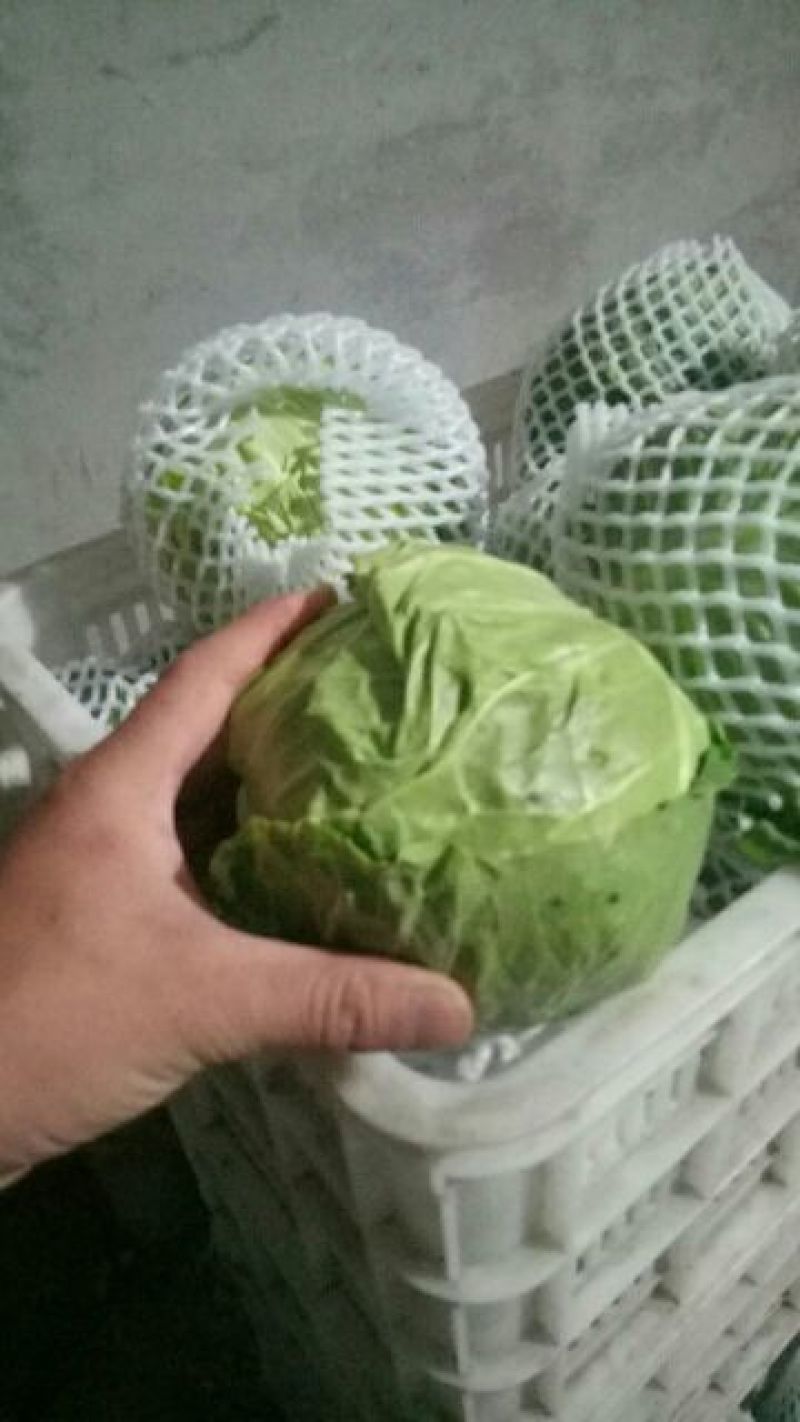 甘蓝邯郸甘蓝产地直供量大从优可供加工厂