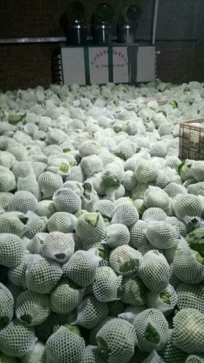 甘蓝邯郸甘蓝产地直供量大从优可供加工厂