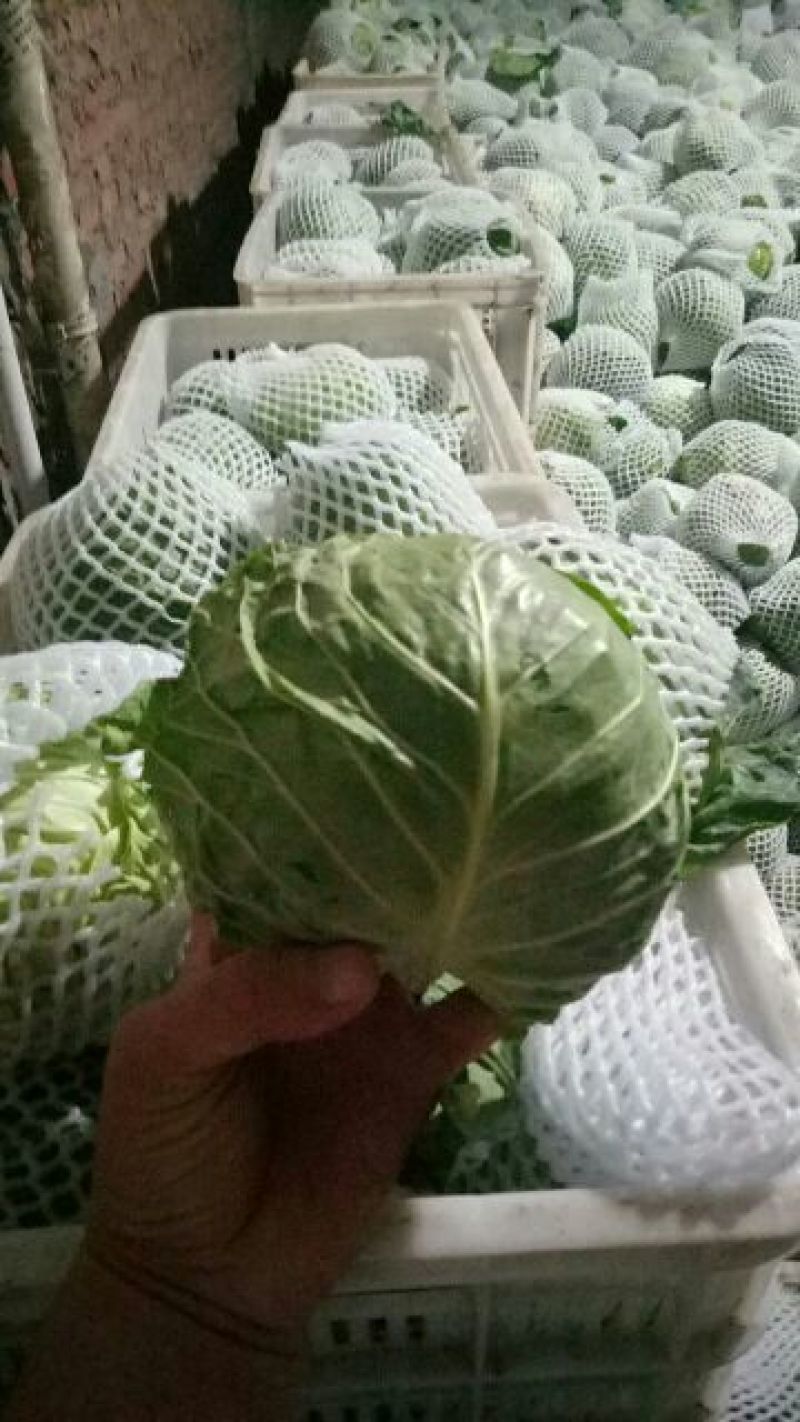 甘蓝邯郸甘蓝产地直供量大从优可供加工厂