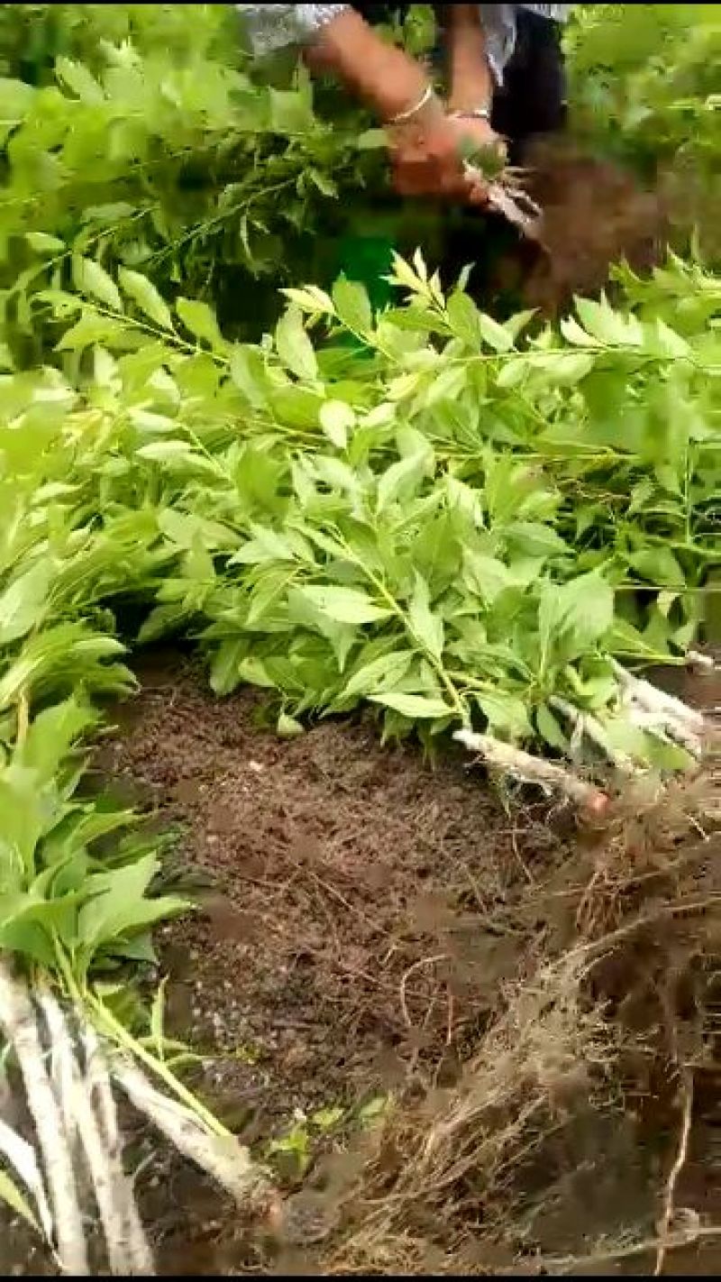三华李苗正品嫁接苗杯苗地苗