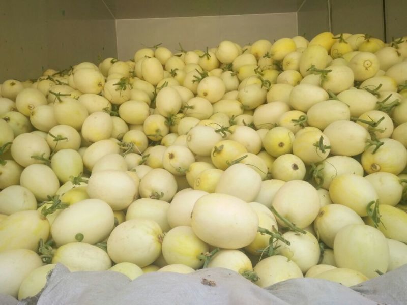 景甜5号通货1斤以上