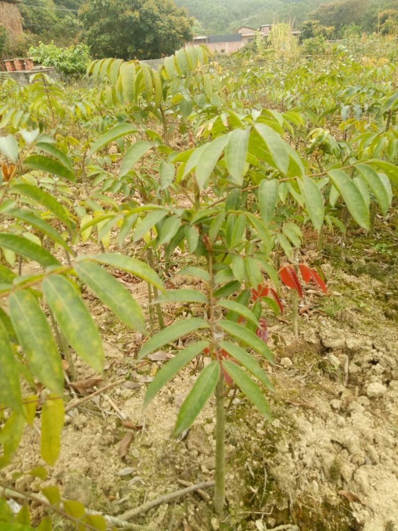 黄橄榄树苗黑橄榄树苗