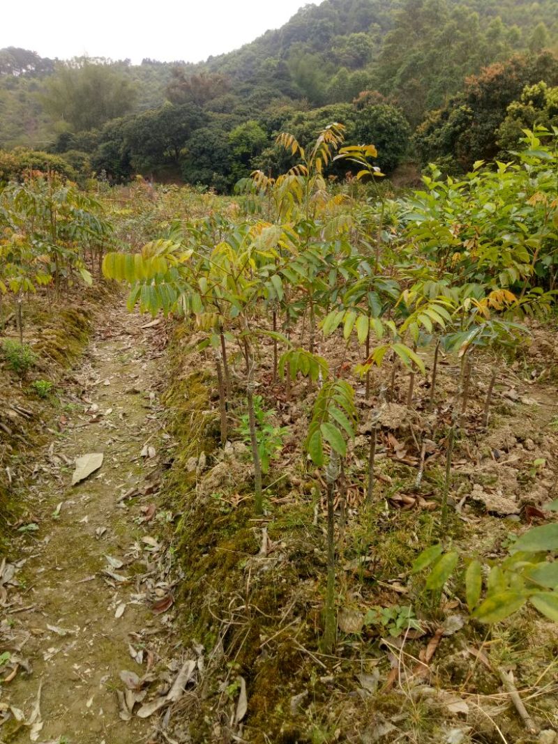黄橄榄树苗黑橄榄树苗