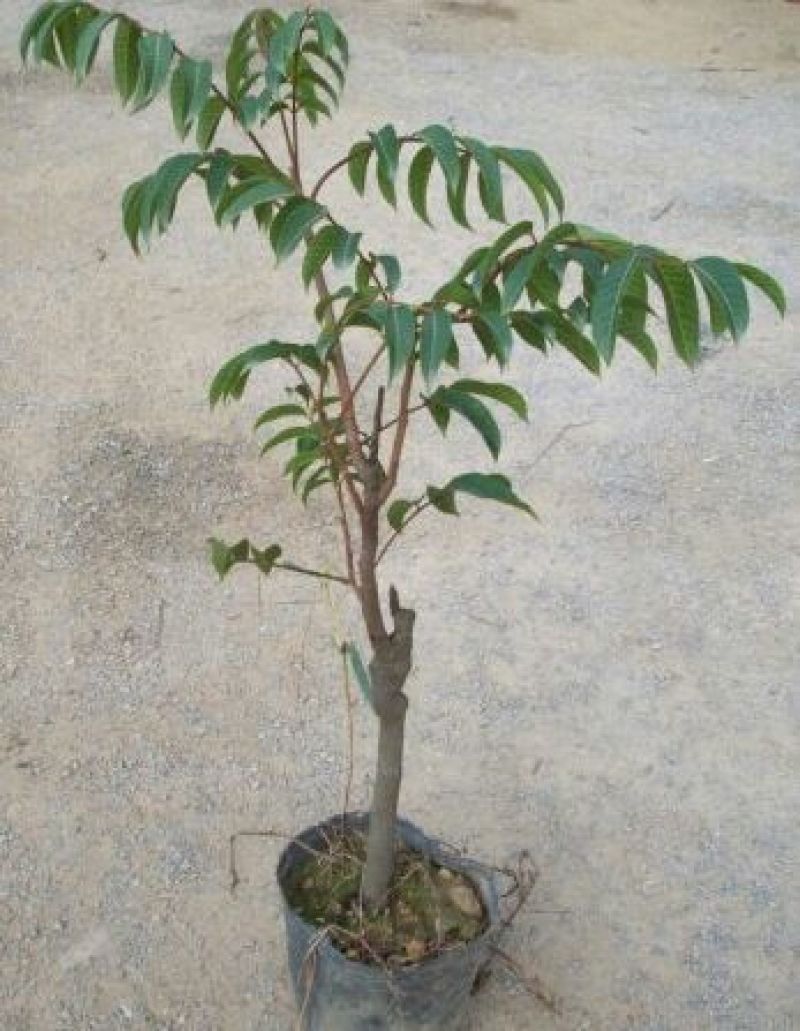 黄橄榄树苗黑橄榄树苗
