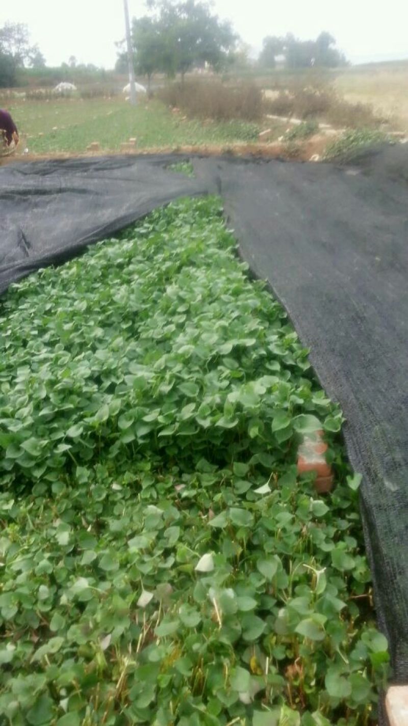 鱼腥草