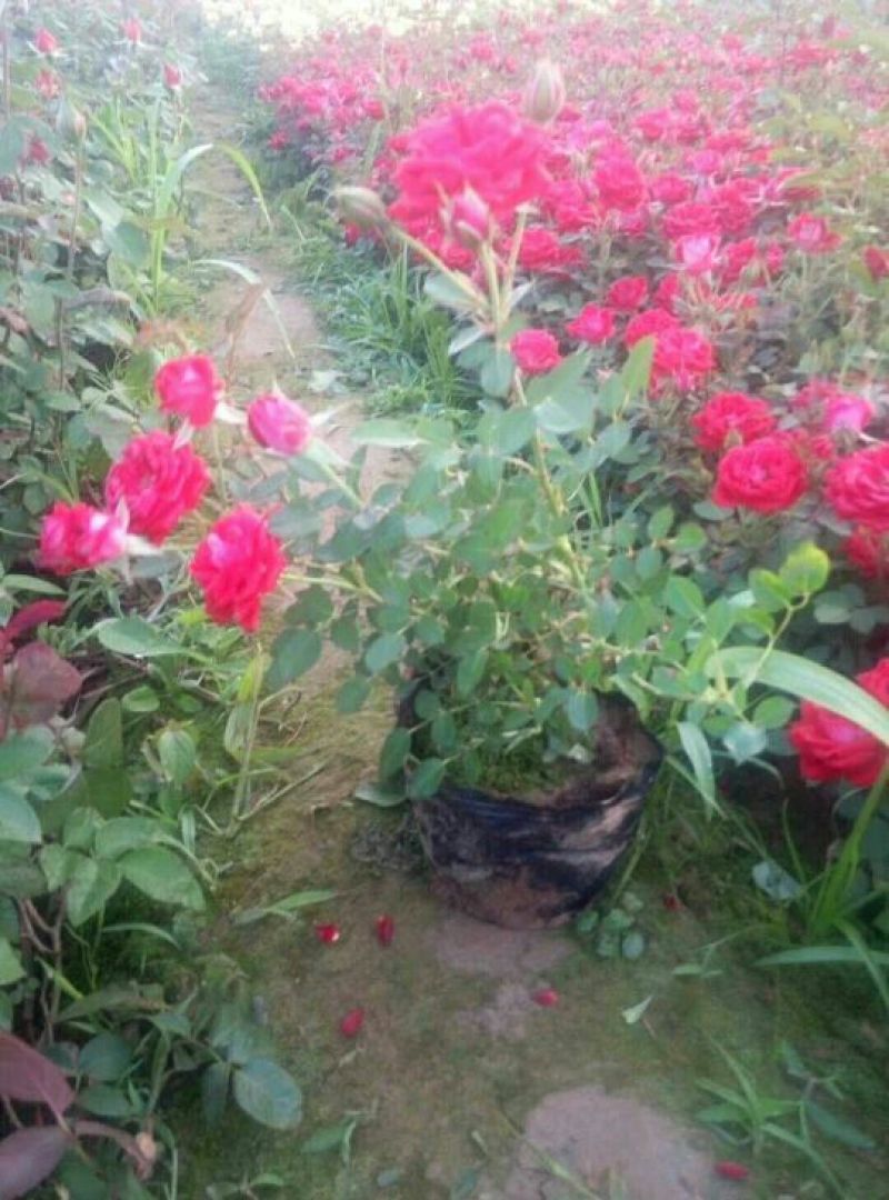 月季盆花，嫁接苗，扦插苗，精品嫁接苗，各种月季类产品