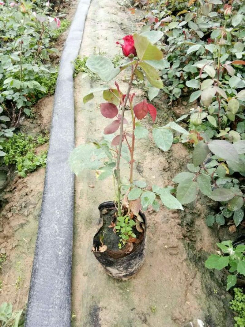 月季盆花，嫁接苗，扦插苗，精品嫁接苗，各种月季类产品