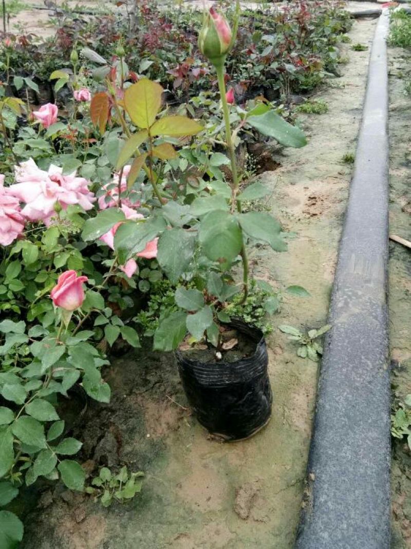 月季盆花，嫁接苗，扦插苗，精品嫁接苗，各种月季类产品