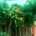 月季树，一到七公分月季树