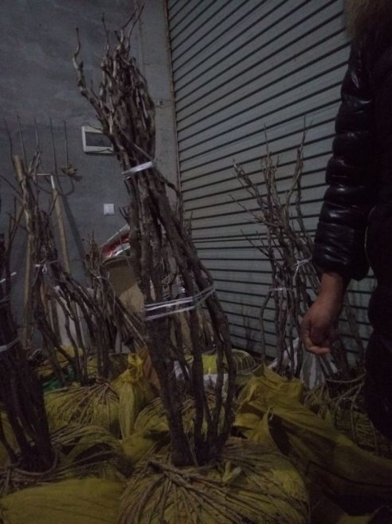 观赏牡丹树，百年大颗牡丹树，一手货源，货真价实