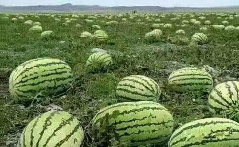 旱地硒砂瓜金花一号
