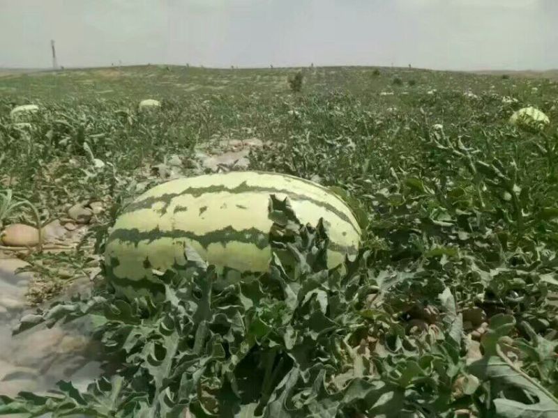 旱地硒砂瓜金花一号
