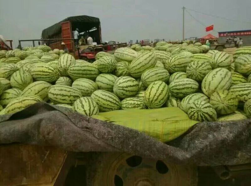 旱地硒砂瓜金花一号