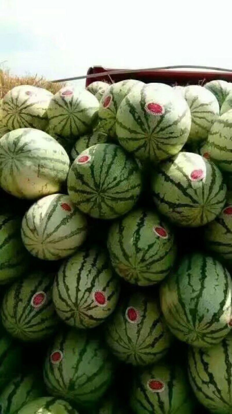 旱地硒砂瓜金花一号
